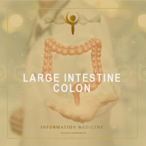 Large Intestine - Colon