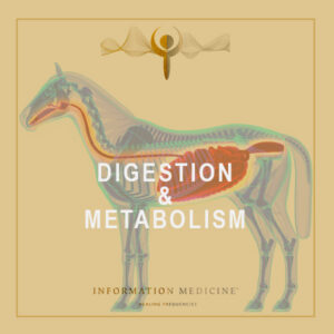 Digestion & Metabolism