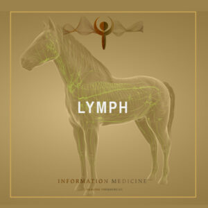 Lymph