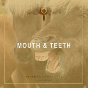 Mouth & Teeth